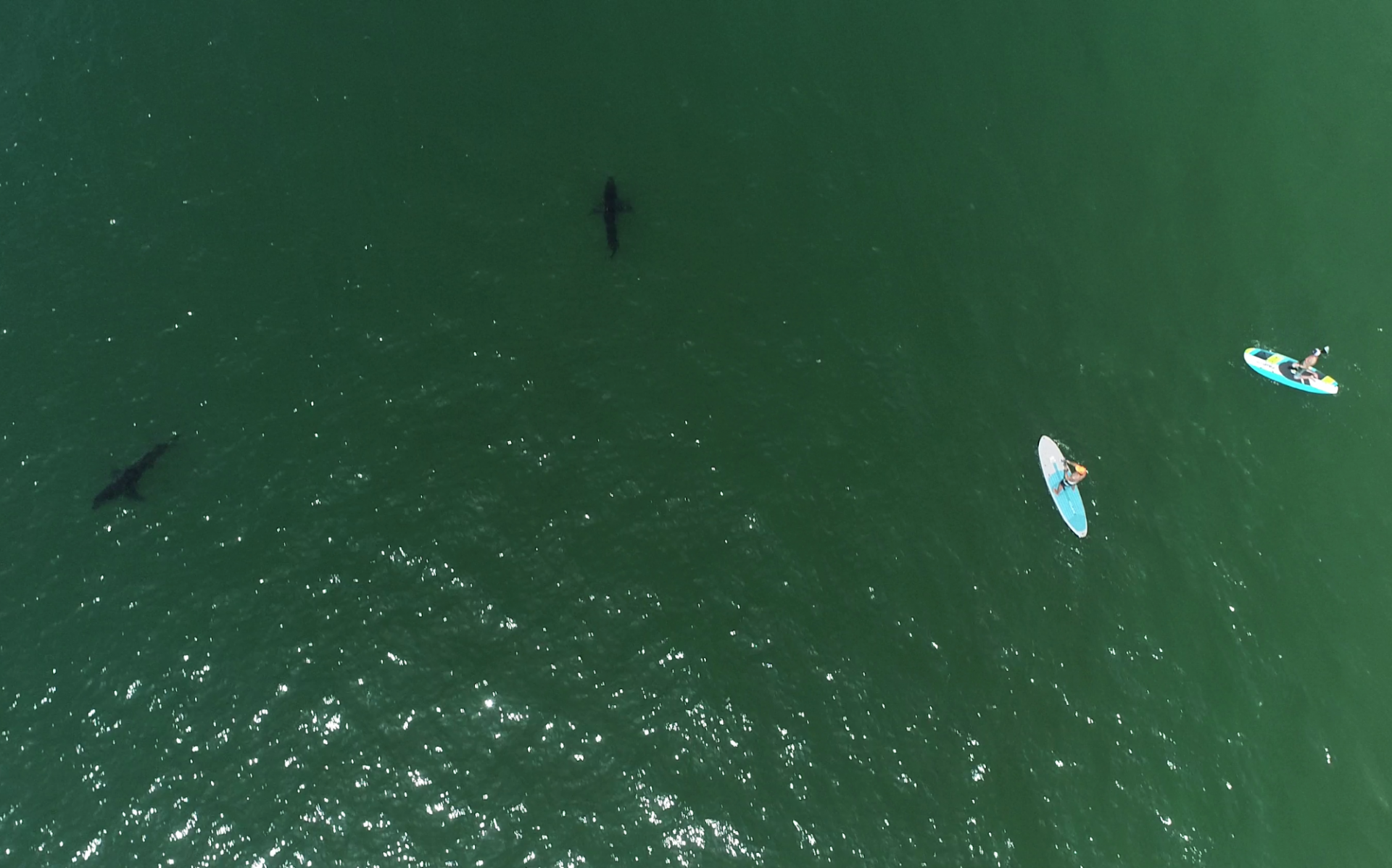 Surfers near a group of juvenile white sharks