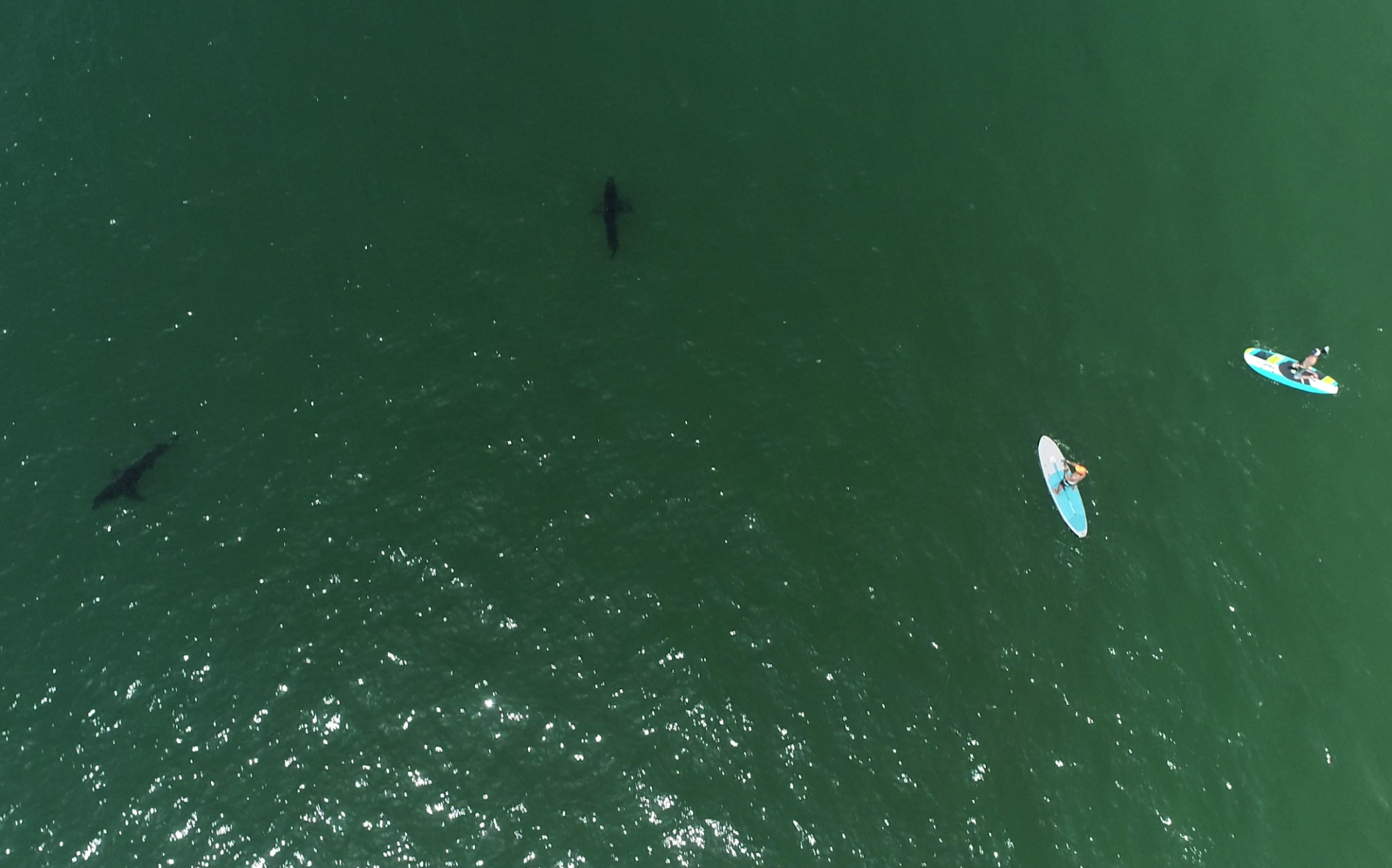 surfers-near-sharks.png Surfers near a group of juvenile white sharks