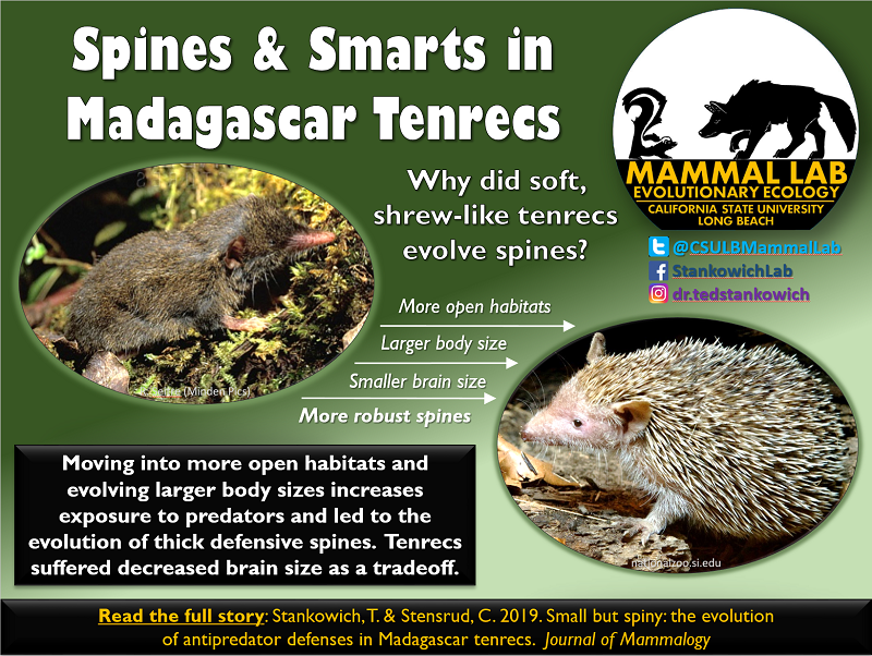Spines and smarts in Madagascar tenrecs. Description immedia