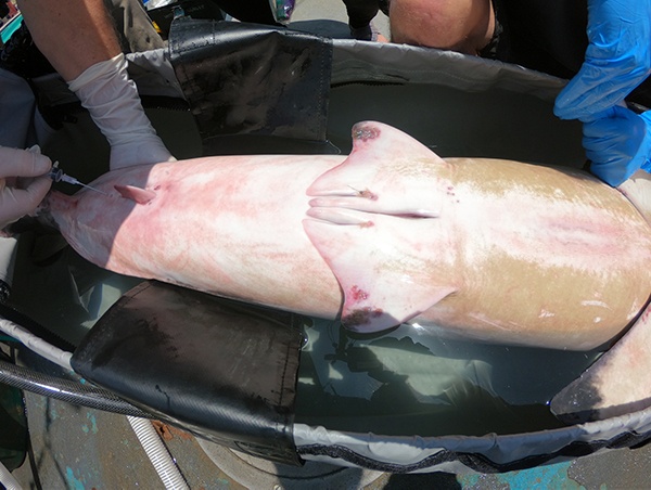 Taking blood from a juvenile white shark