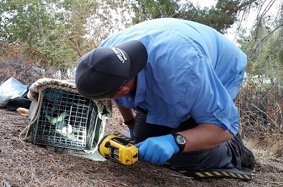 Dr. Stankowich peeks at a skunk in a trap