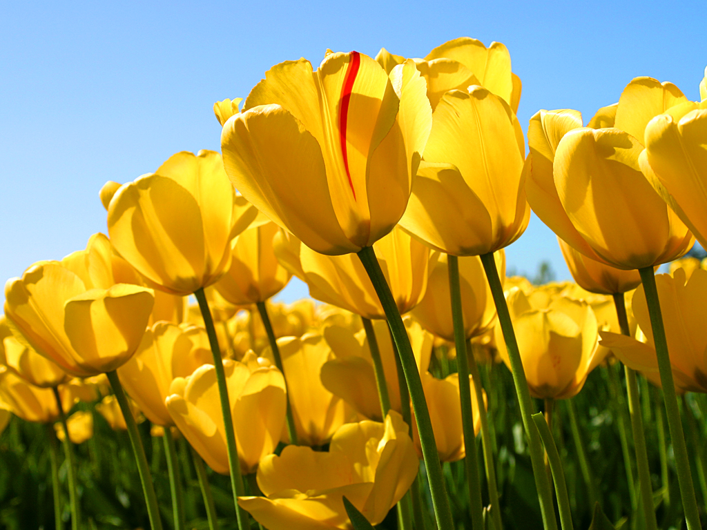 tulips.jpg yellow tulips on a sunny day