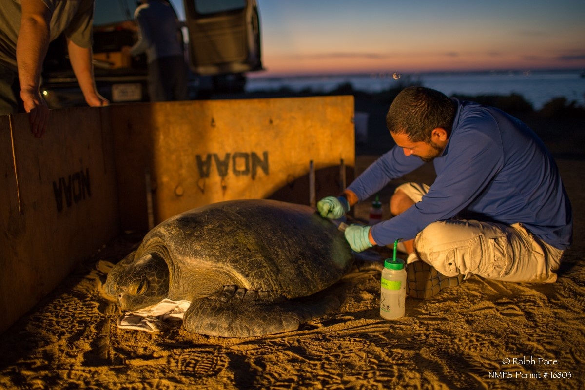 researcher collecting scute samples from a green sea turtle 