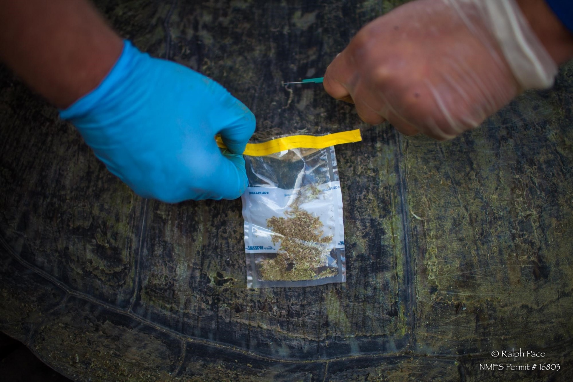 shavings from a turtle shell in a plastic bag held in front 