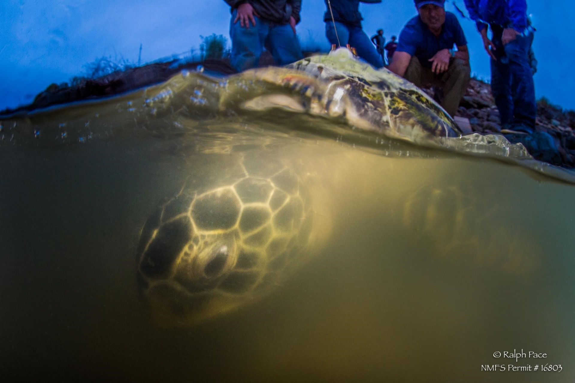 a green sea turtle being released back into ocean