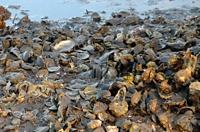 oyster bed