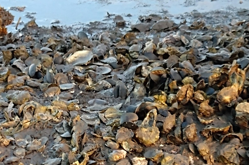 whitcraft_oyster_bed.jpg oyster bed