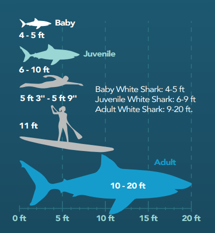 size differences between white sharks