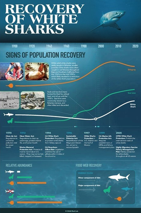 white_shark_recovery_infographic.png The recovery of juvenile white sharks is due to the recovery