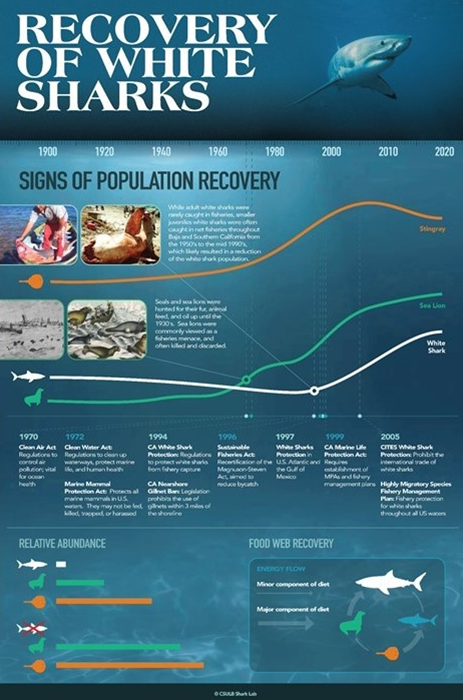 The recovery of juvenile white sharks is due to the recovery