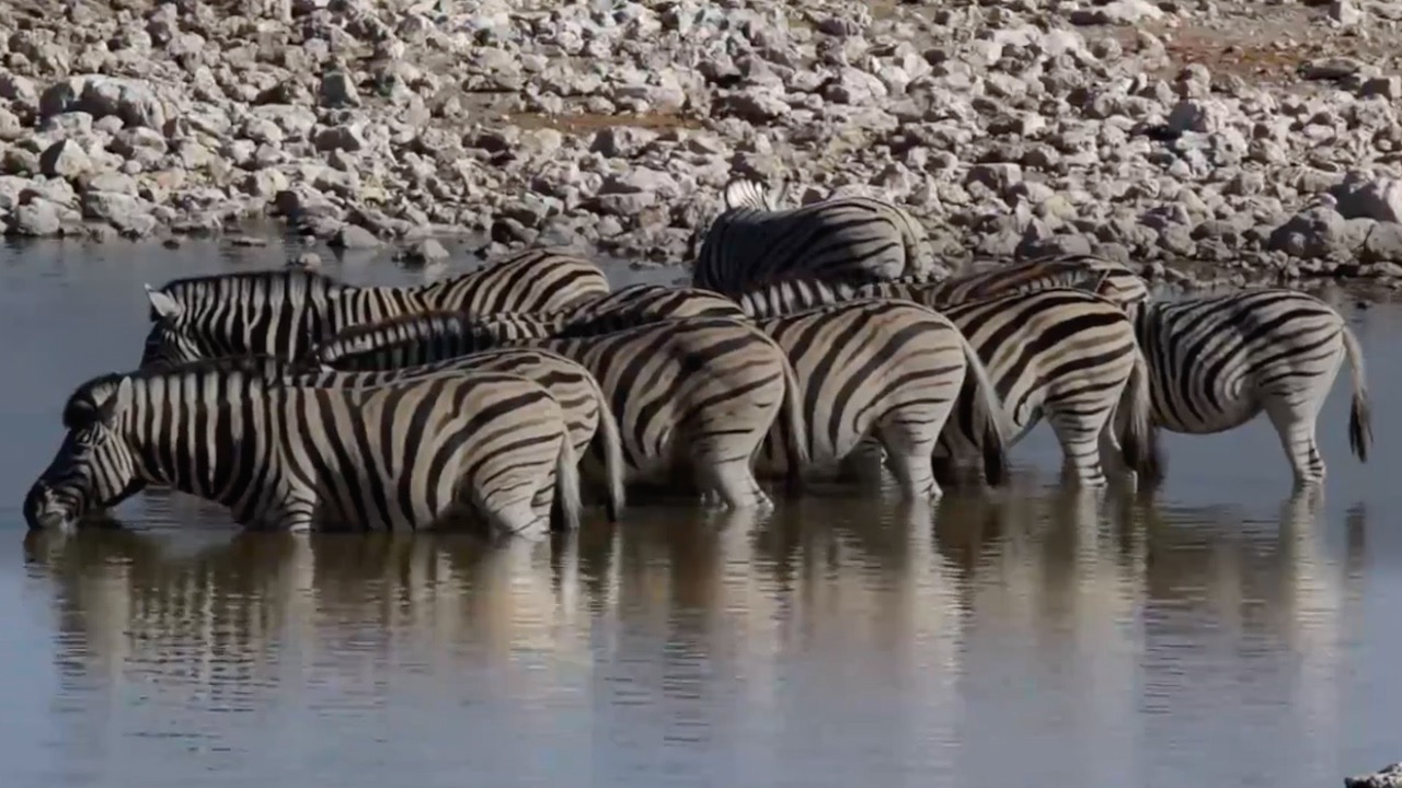 zebras