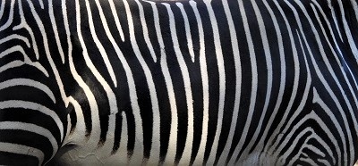 Zebra stripes