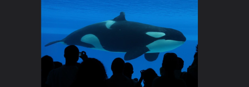 captive whale marineland 