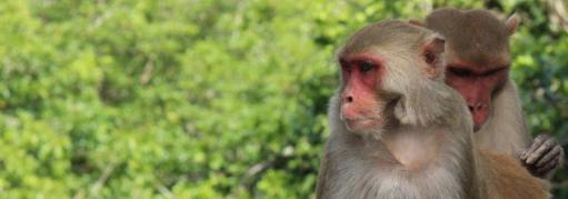 rhesus macaques