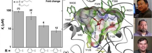 protein folding, Drs. Nakayama, Sorin, and Schwans