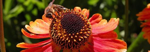 flower and bees