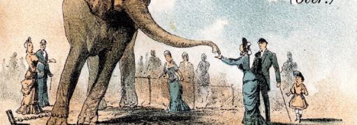 Circus Abuse Elephant reaching for a peanut Chained up