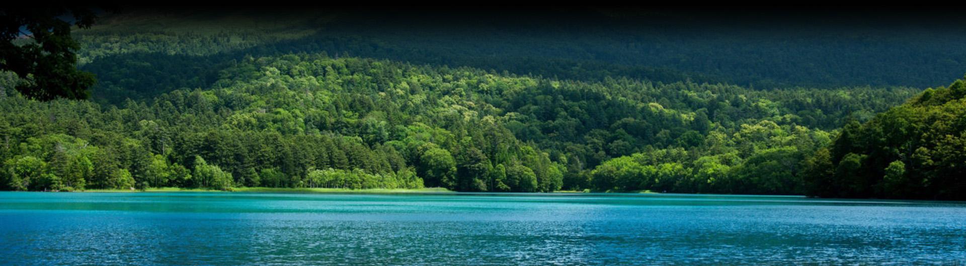 forest near a lake