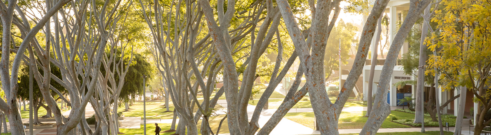 Sun shining through trees.