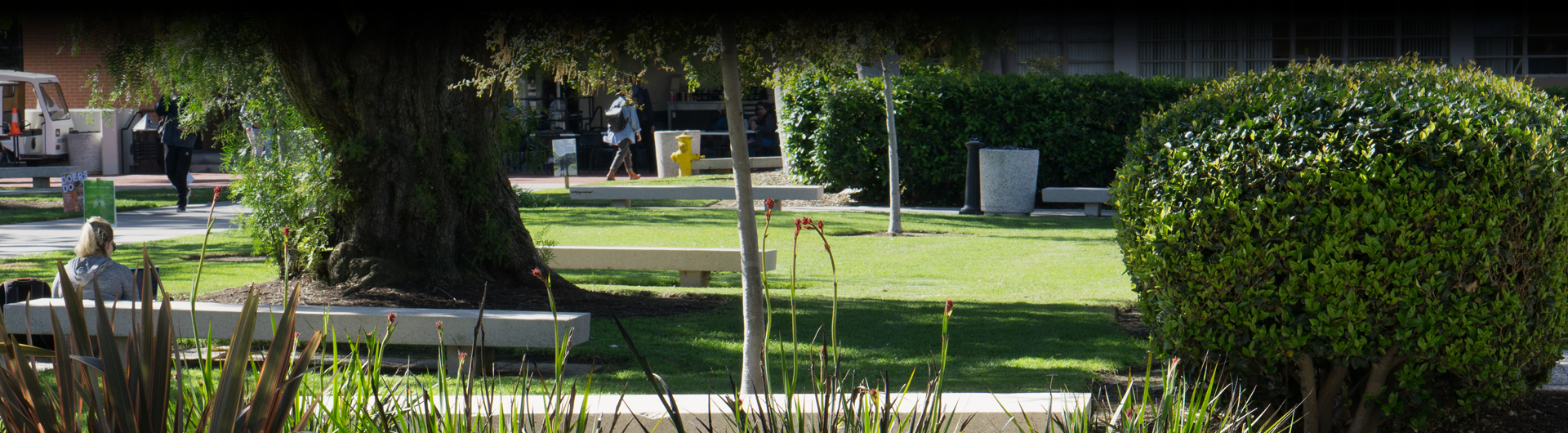 Linguistics Banner