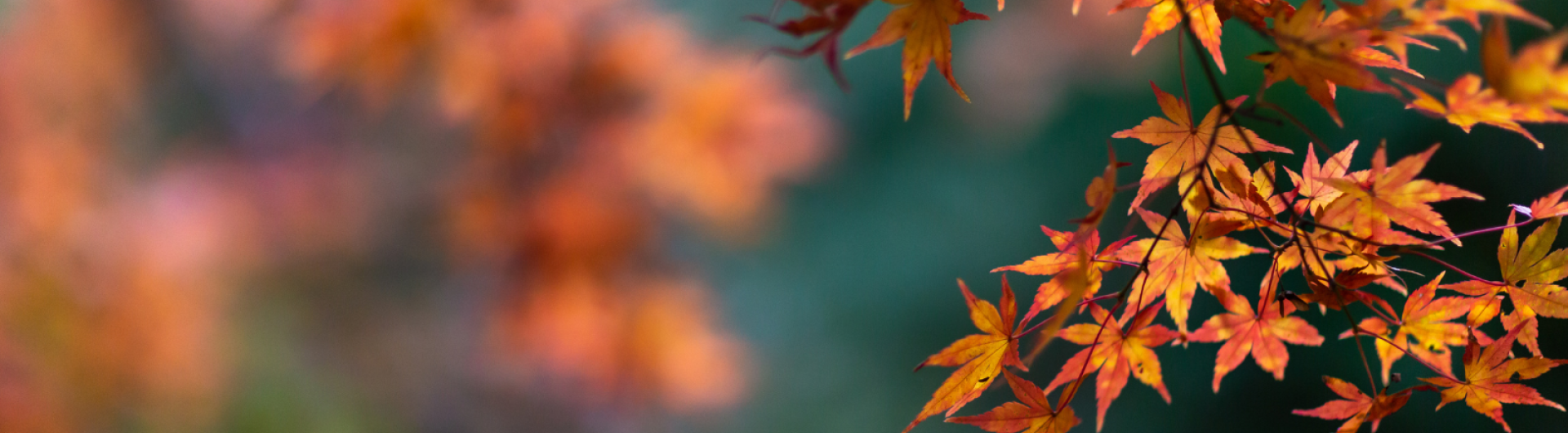 Fall leaves