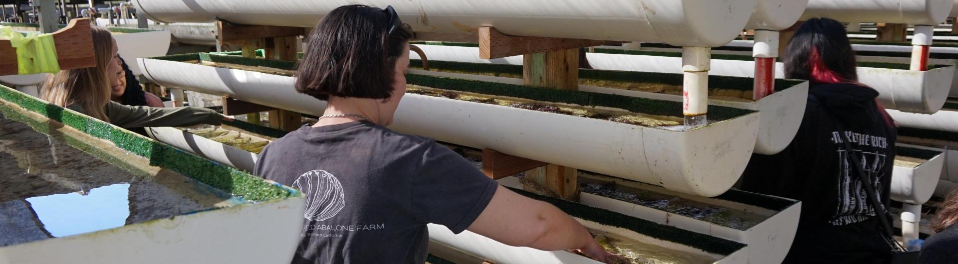 two people looking at abalone tanks
