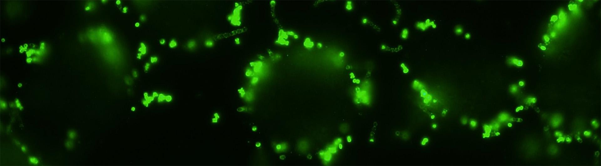 bacteria under microscope stained with florescent dye