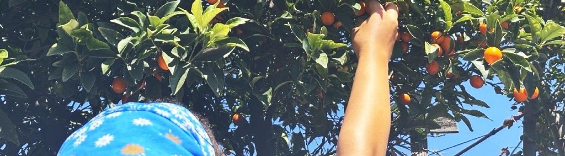 Woman picking kumquats from a tree