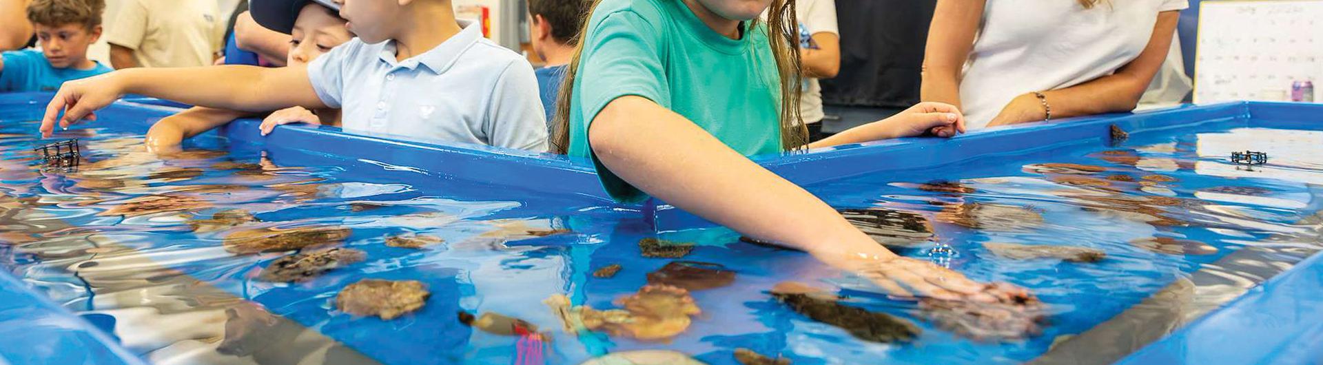 Hands of children reach into touch tank with marine specimens