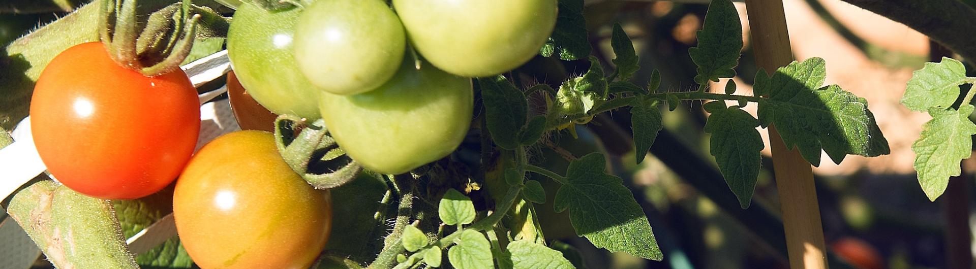 Tomatoes on the vine