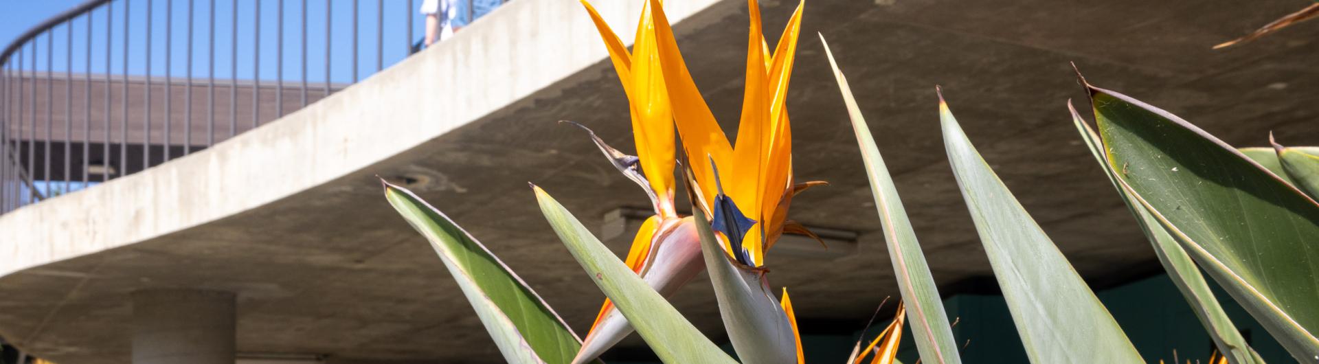 Bird of paradise flower by walkway