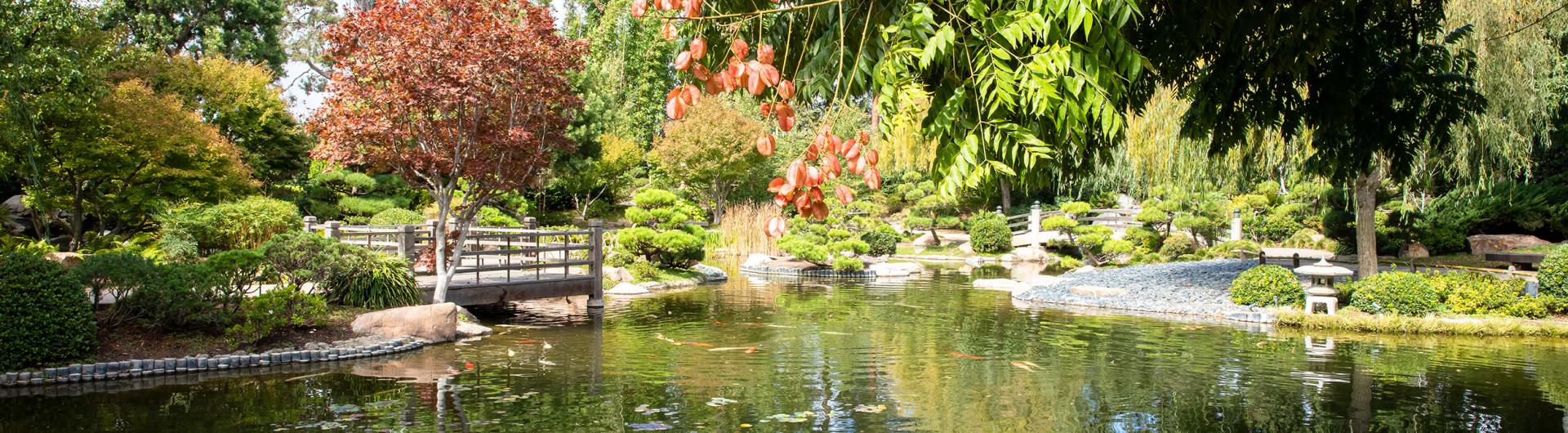 Japanese Garden pond