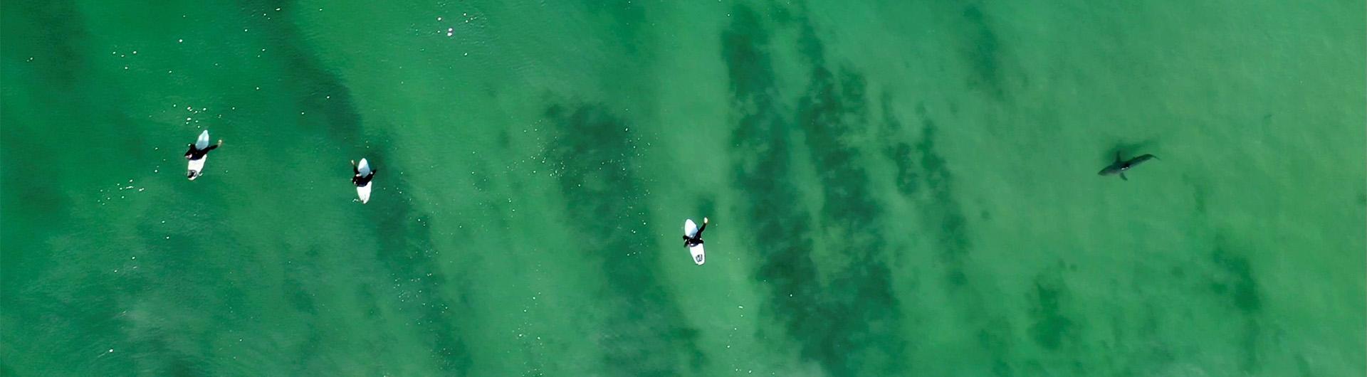 shark swimming near surfers