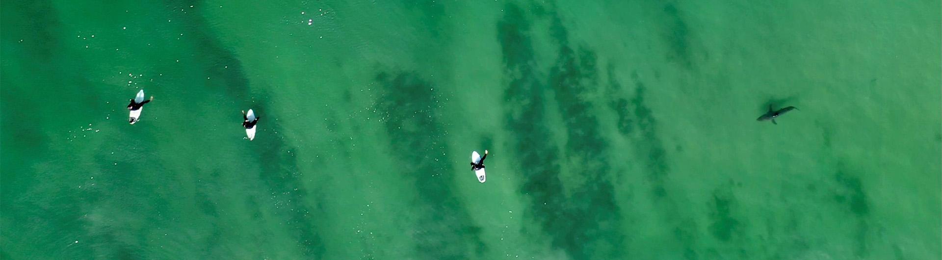 shark swimming near surfers