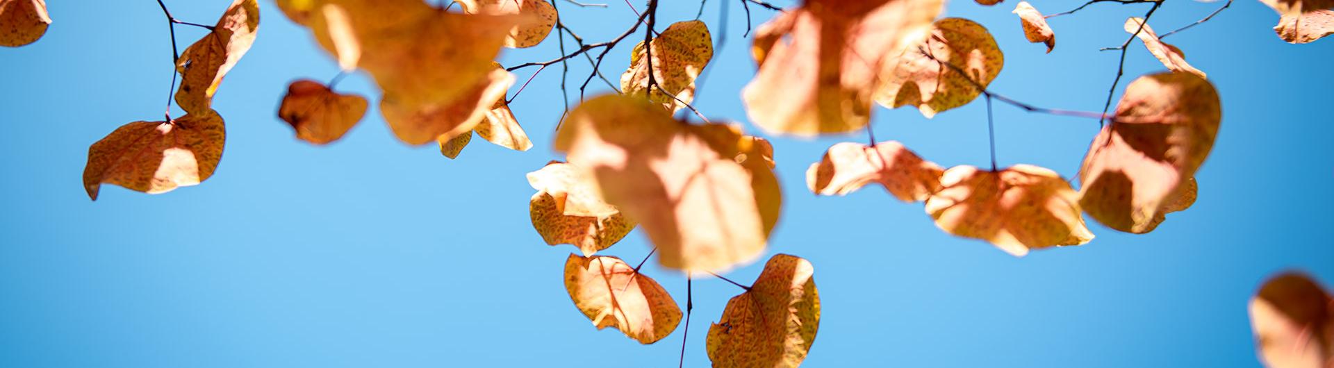 Photo of a tree with orange and multi-colored leaves