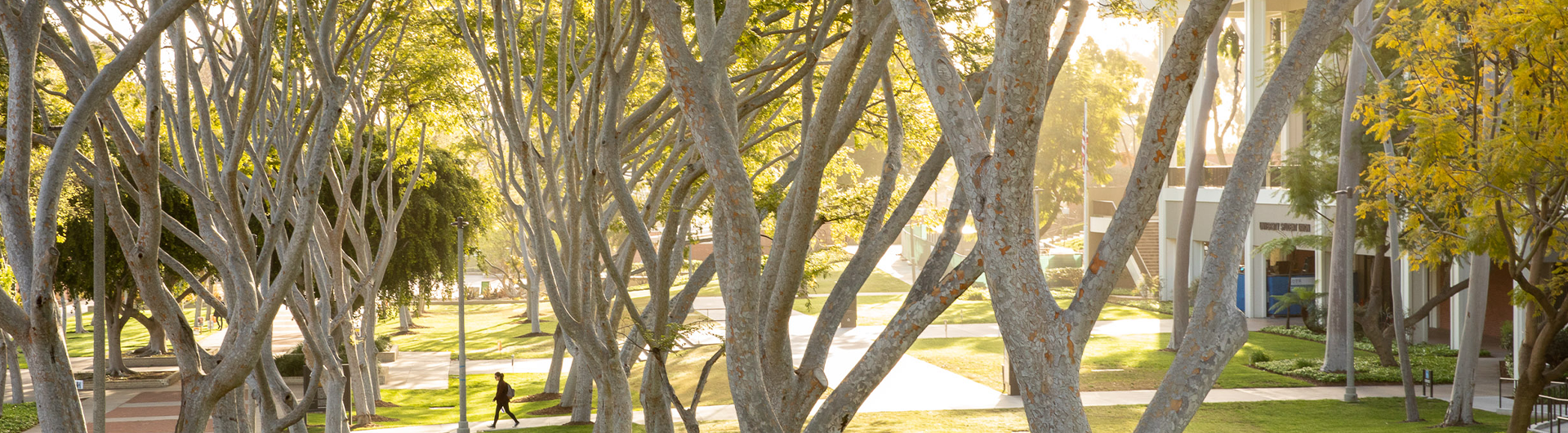 Tree branches with sunlight shinning through them