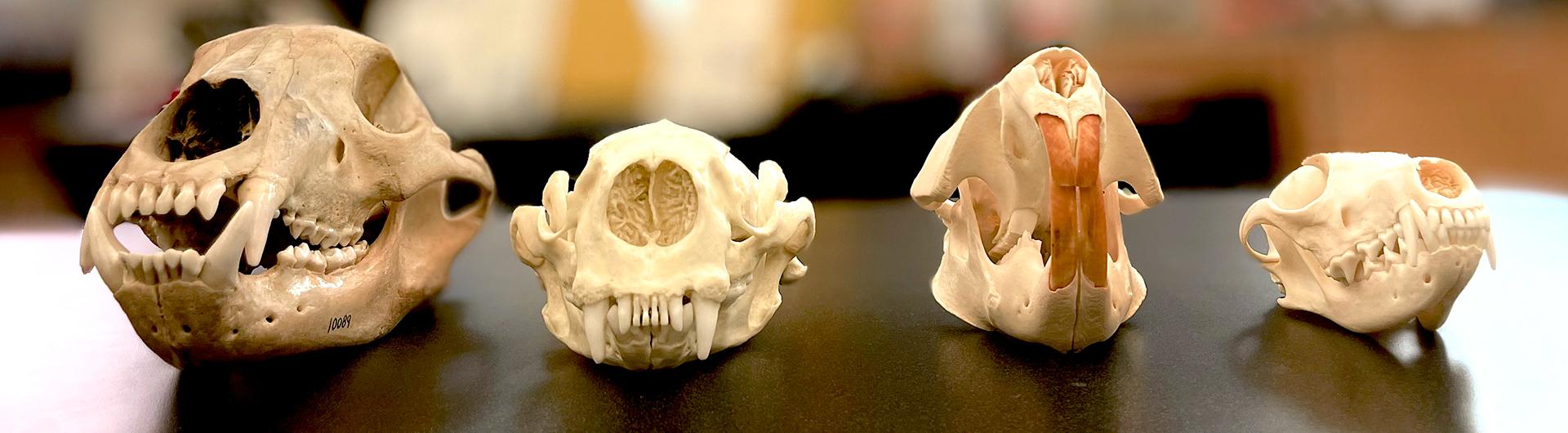 4 animal skulls laying on a table staring straight ahead. 