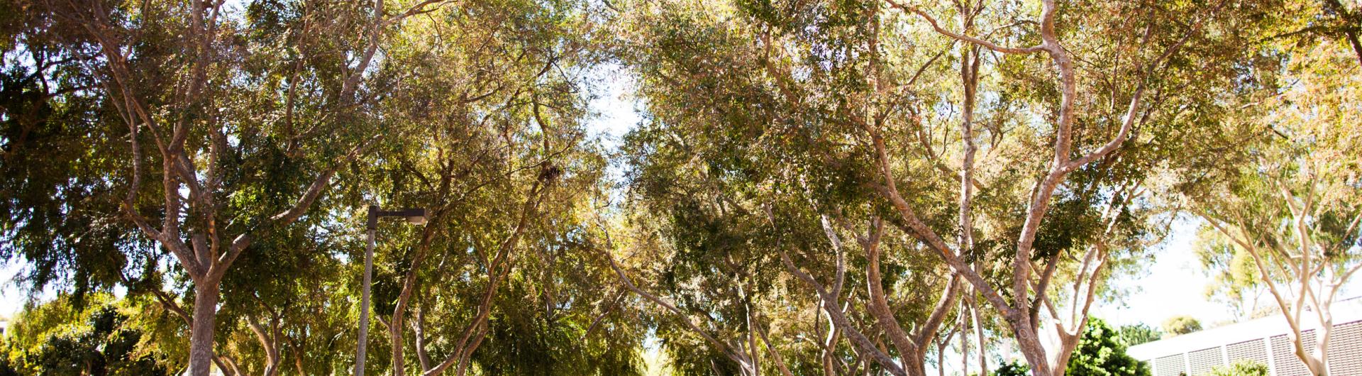 Campus walk area with students walking