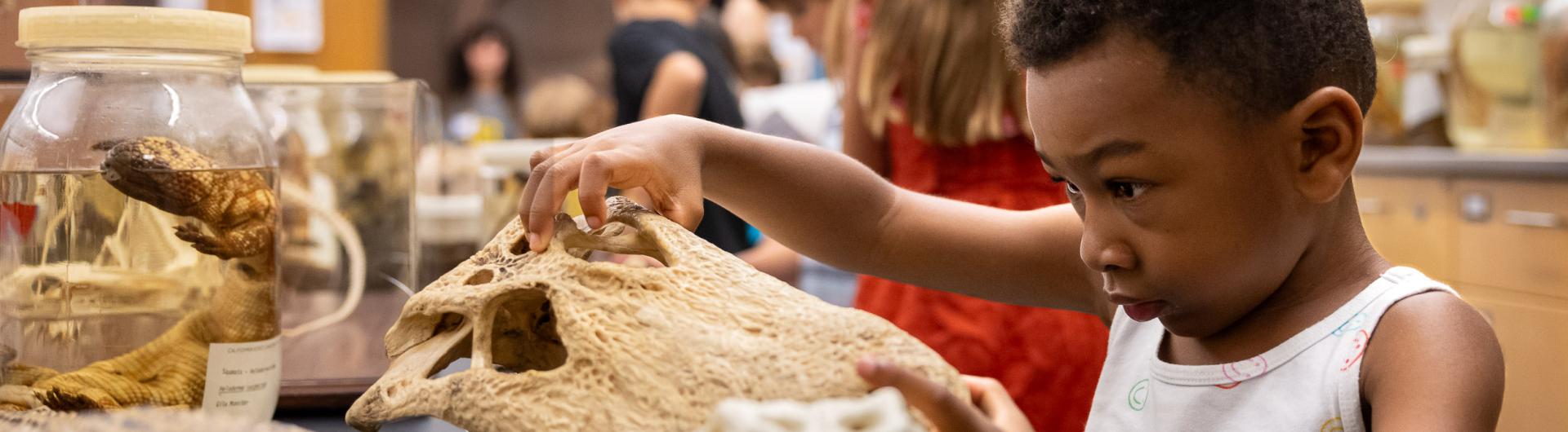 A boy inspects an animal skull in CSULB's Mammal Lab during an open house.