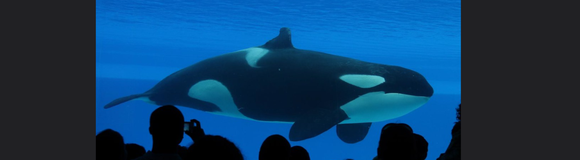 captive whale marineland 