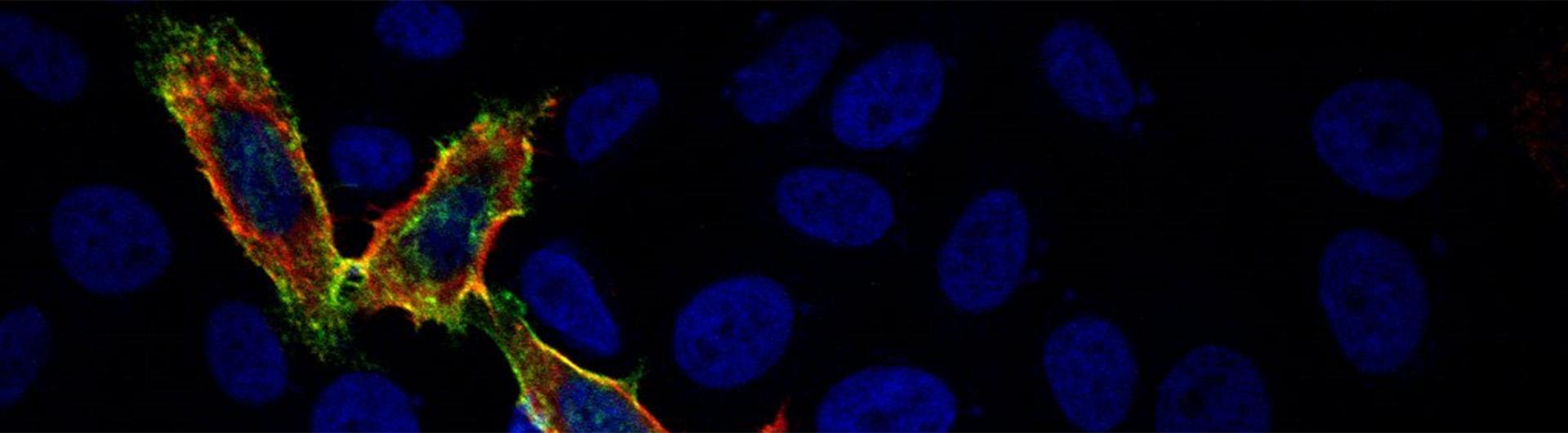 cells under a microscope