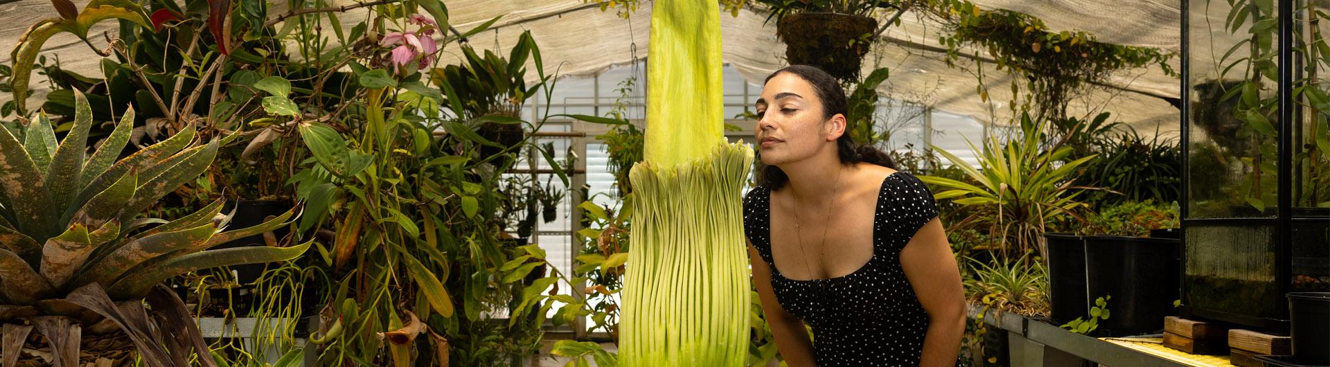 A woman appears to sniff a corpse flower