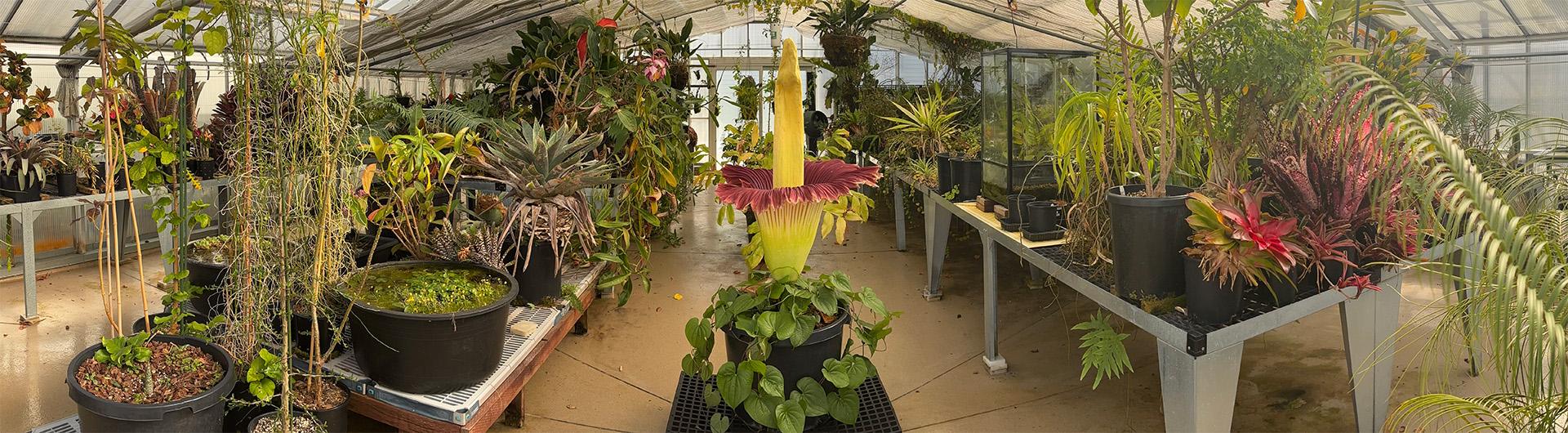 corpse flower in full bloom