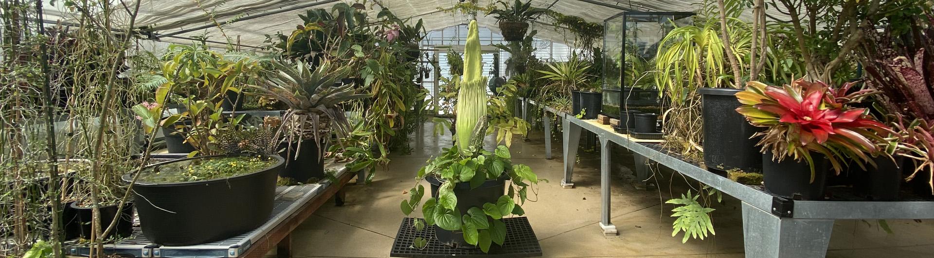 Phil the corpse flower