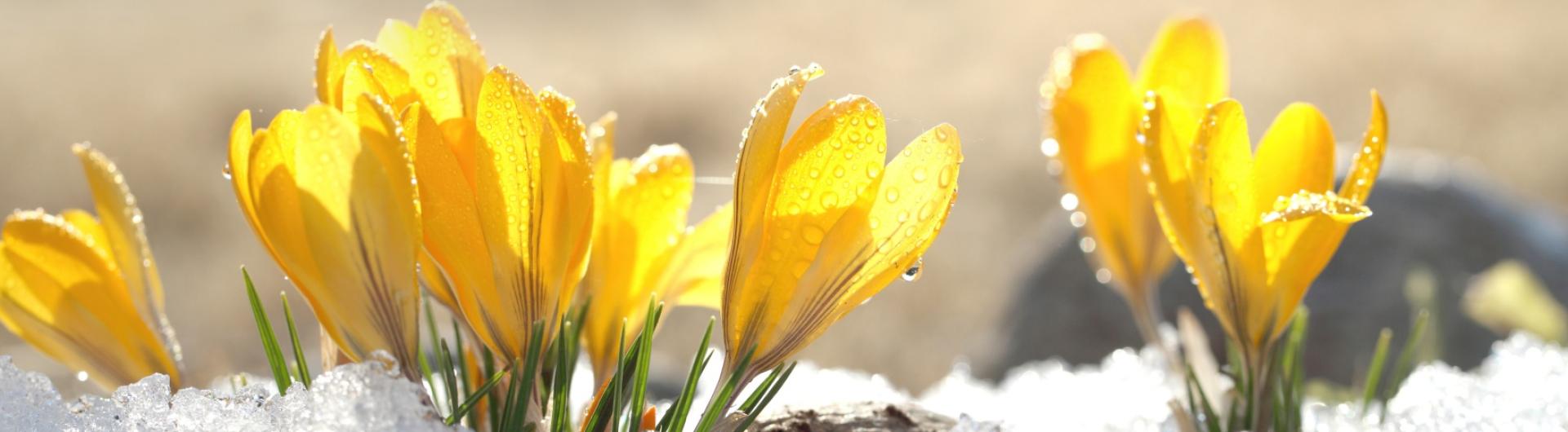 Flower Banner