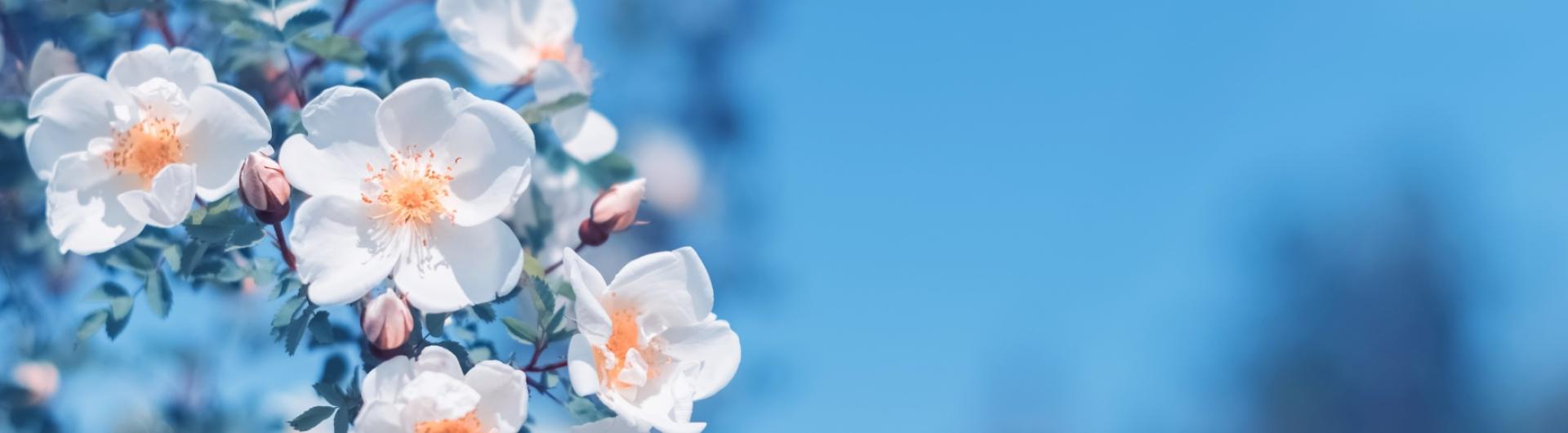 Banner Flowers