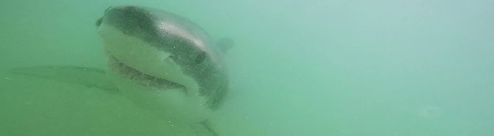 baby white shark