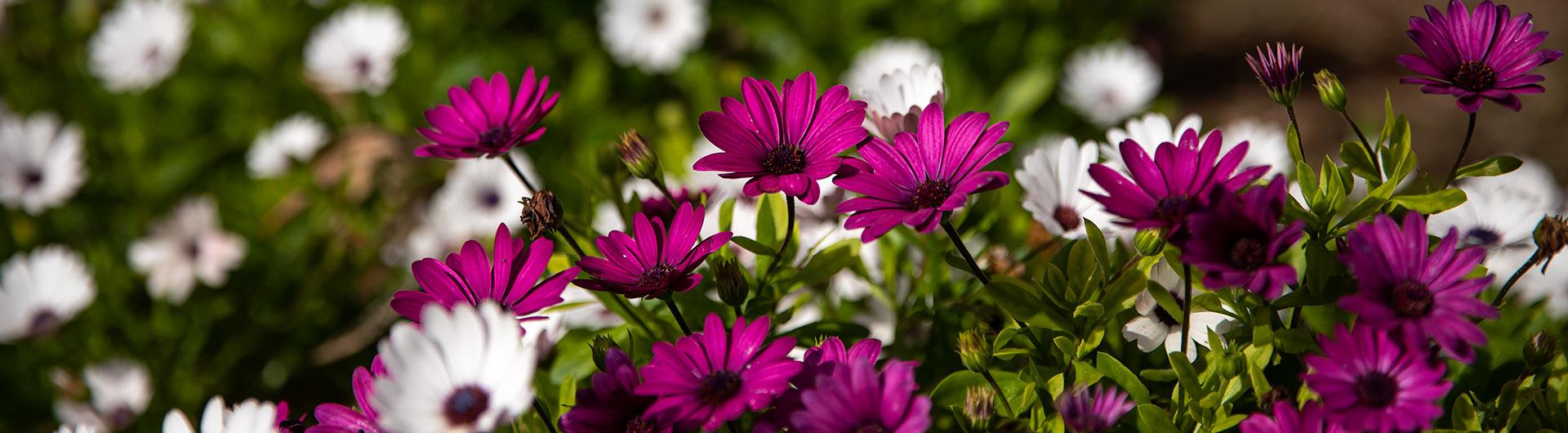 daisies