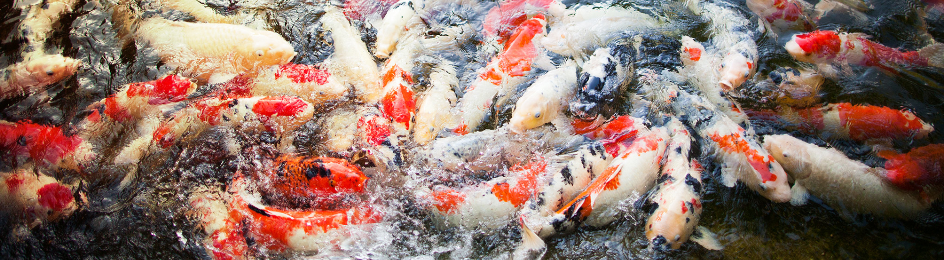 Koi fish in a pond