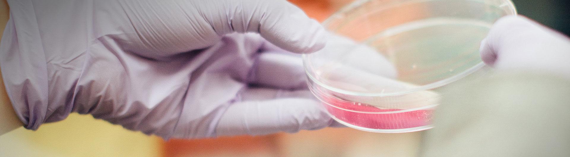 Holding a petry dish of unknown pink substance